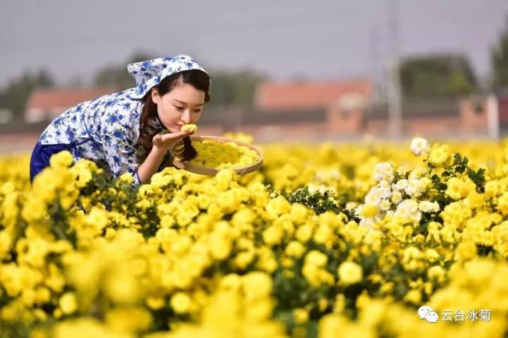 云臺(tái)冰菊基地發(fā)生了什么？一批批領(lǐng)導(dǎo)專家團(tuán)隊(duì)前來！