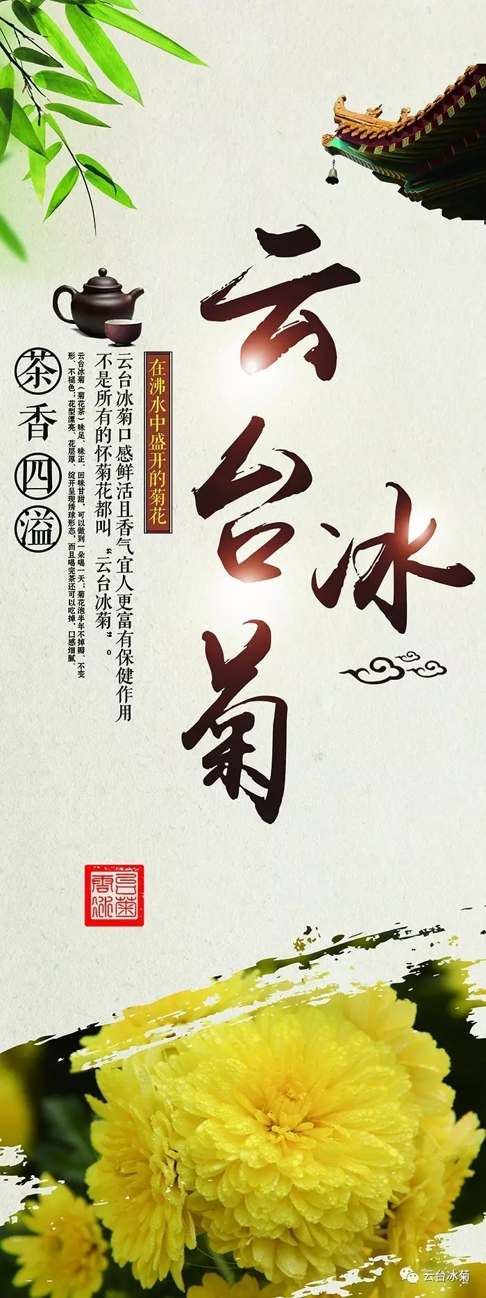 云臺冰菊1